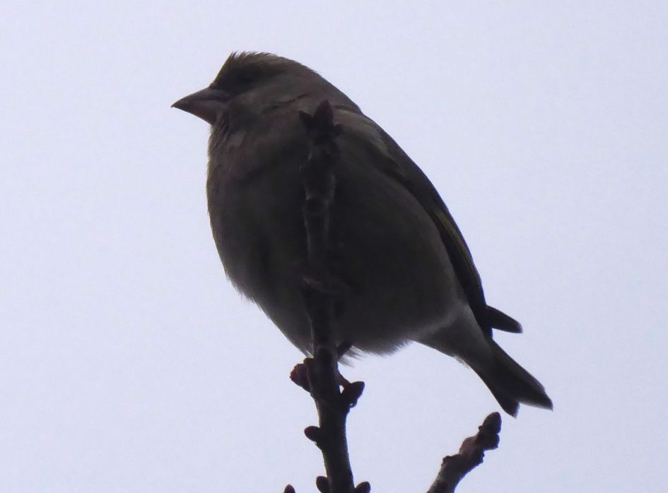 Hoe heet dit vogeltje?